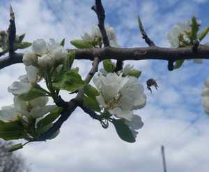 Apple blossom at Torres Cider Farm