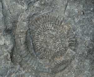 Ammonite Fossil at Kilve beach