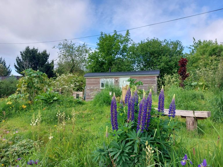 Shepherd's Hut surrounded by colourful flowers and tall purple plants.